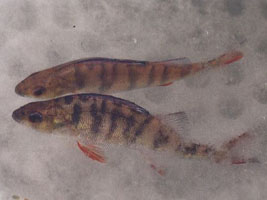 Жизненный ритм рыб