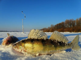 Зимнее ужение